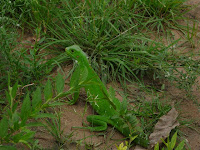 Green iguanas of the Orinoco basin