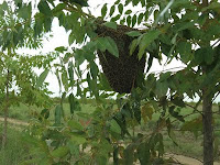 Africanized bees in Acacia mangium tree