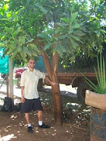 Dilmun Dombro admiring rapid growth of 2 year old Acacia mangium