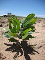 Every purchase of Arbolito the Saladillo plants trees!