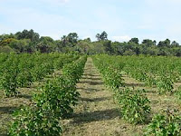 Jatropha curcas plantation