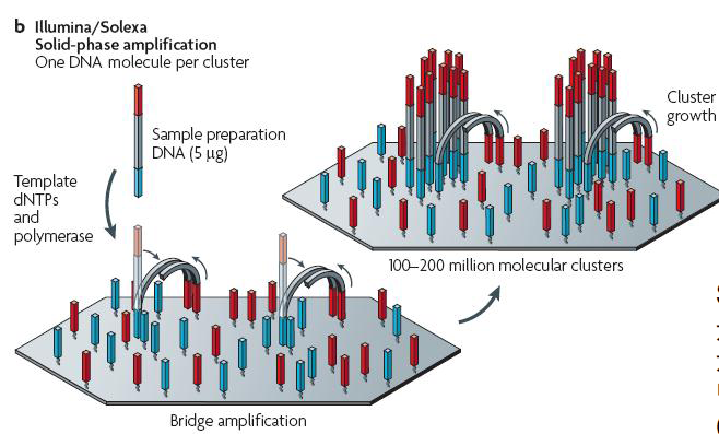 ショートリードの憂鬱 次世代シーケンサー シーケンサーの種類 Solid