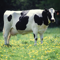 gambar peternakan sapi gambar peternakan sapi