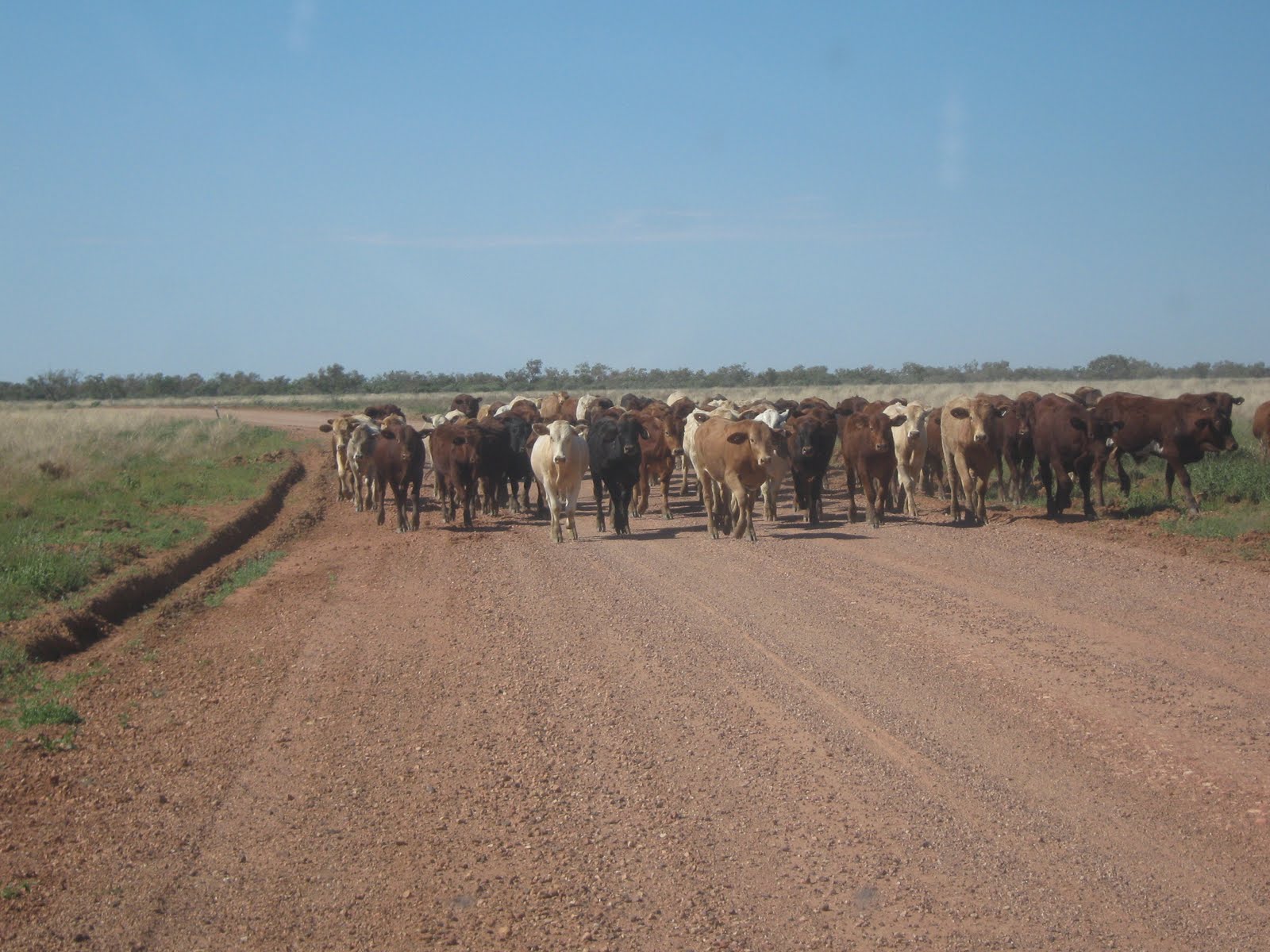 Cattle On Road