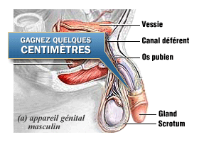 Quand chez le garçon petit penis de 10 ans