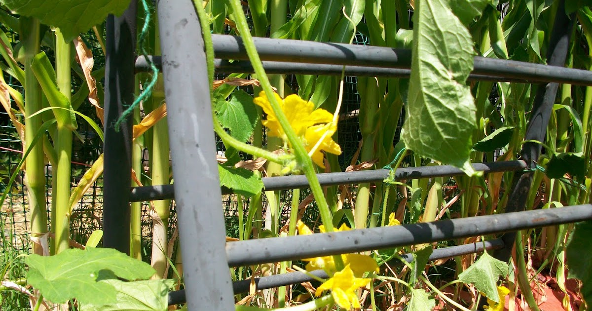 Recycling Gardener Recycled Futon Frame
