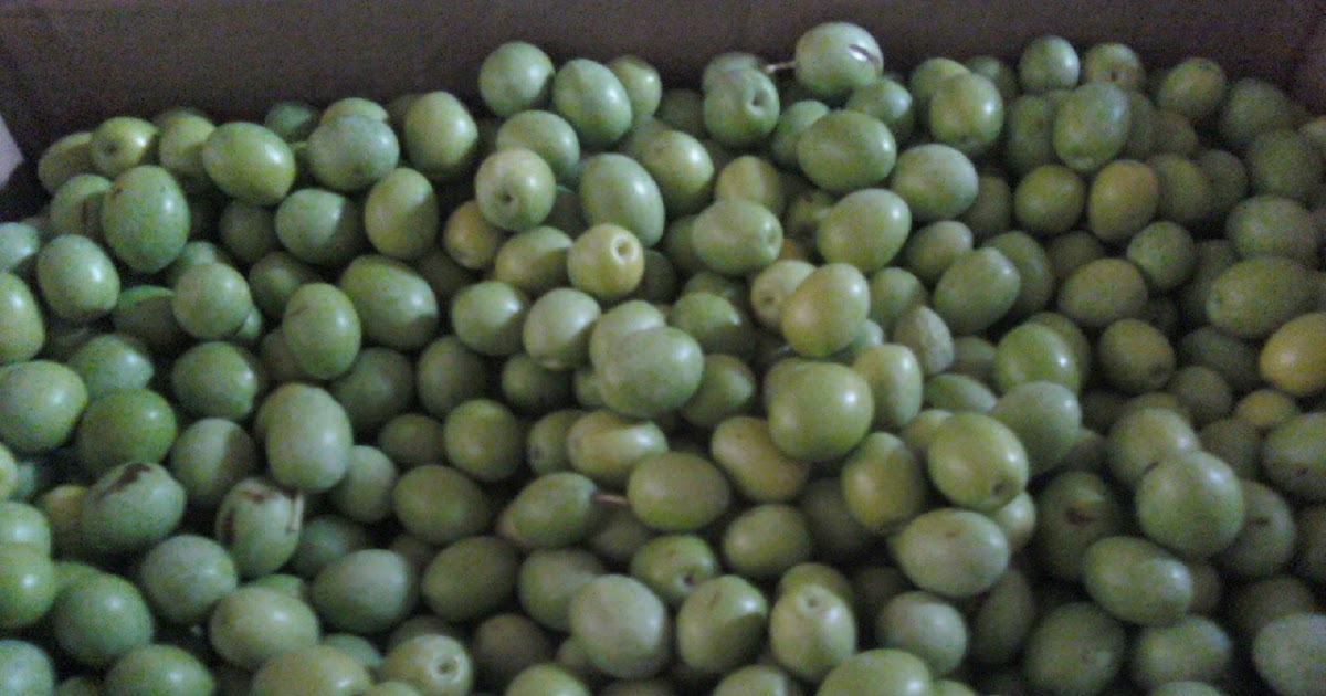 Jenn's Gardening Spot Olives...Curing to Canning & In to my Mouth!