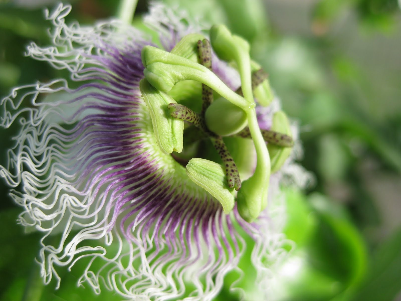 Edible Tropicals Passiflora Edulis