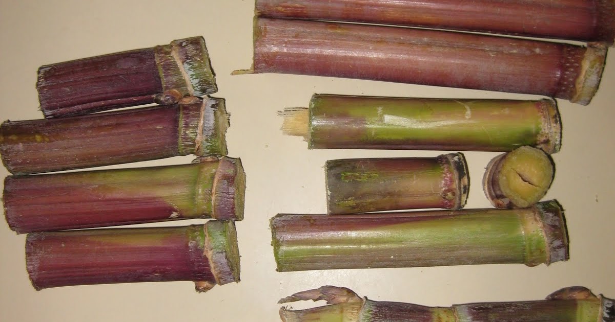 Edible Tropicals How to Propagate Sugarcane
