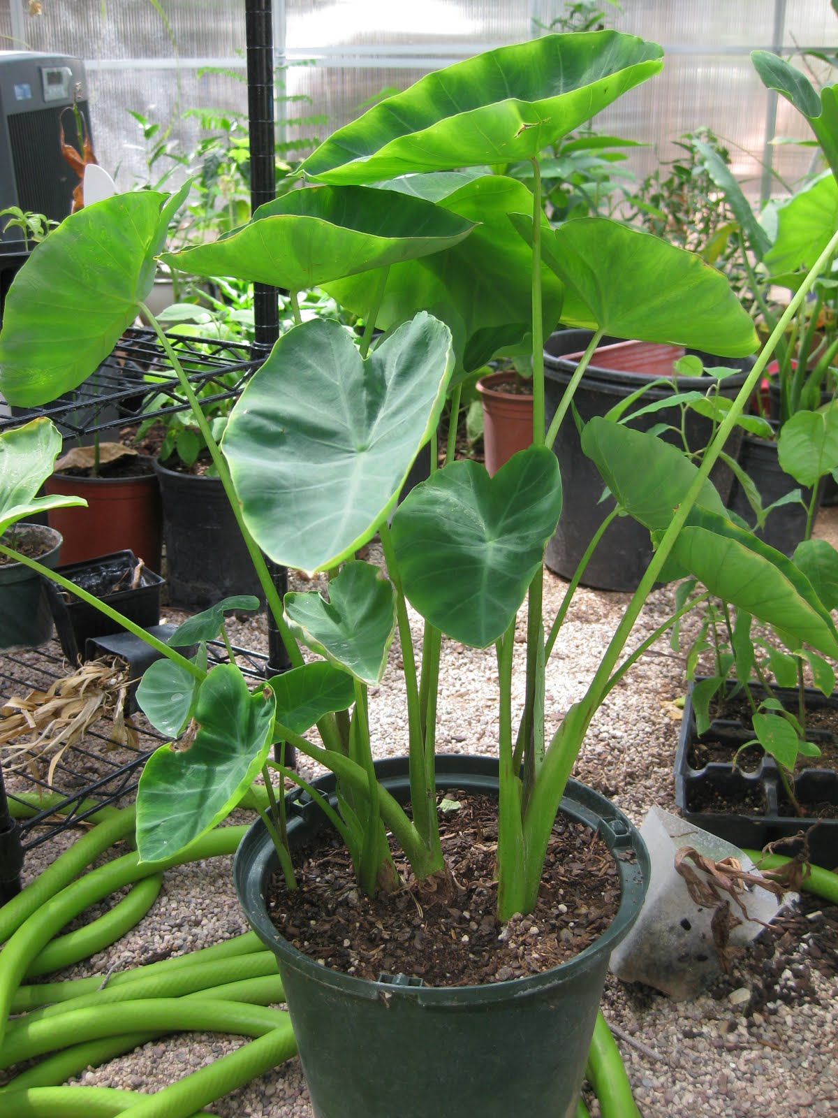 Gabi Plant