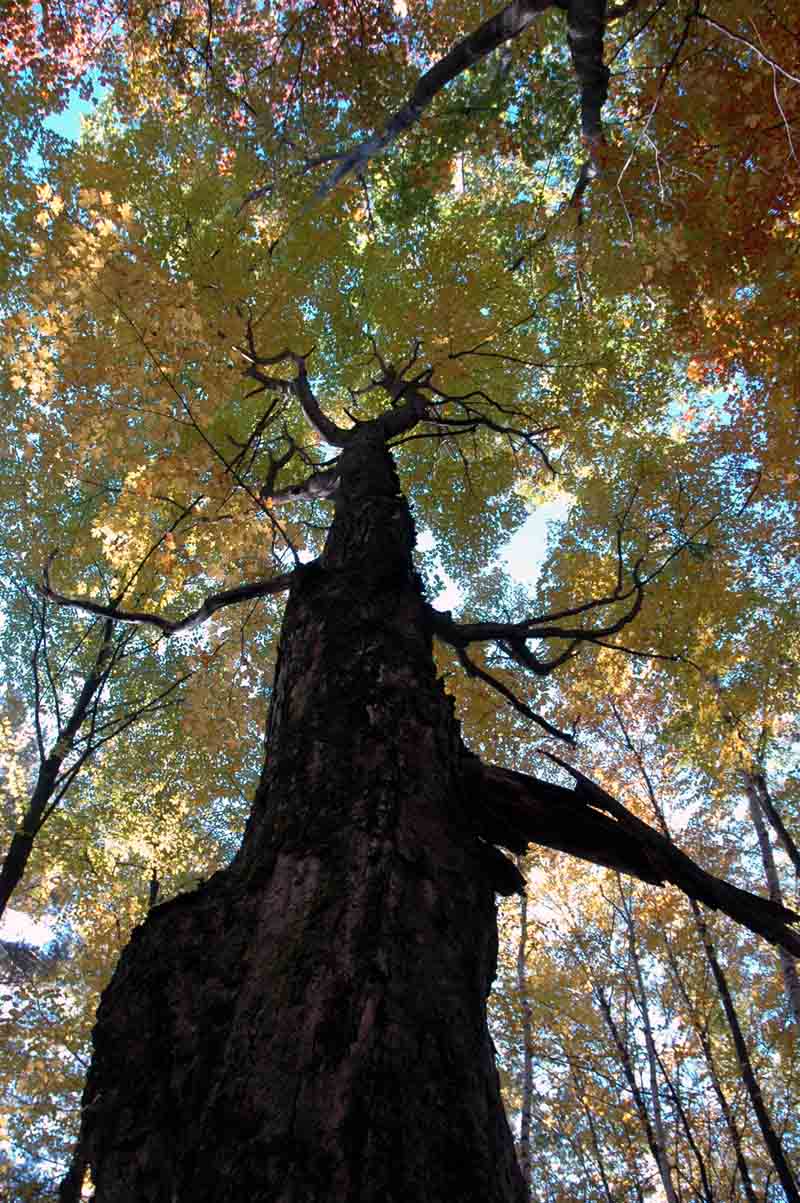 [pw+tree+2.jpg]