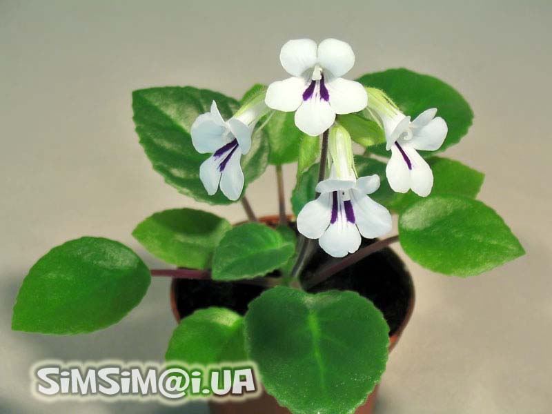 Chirita Tamiana
