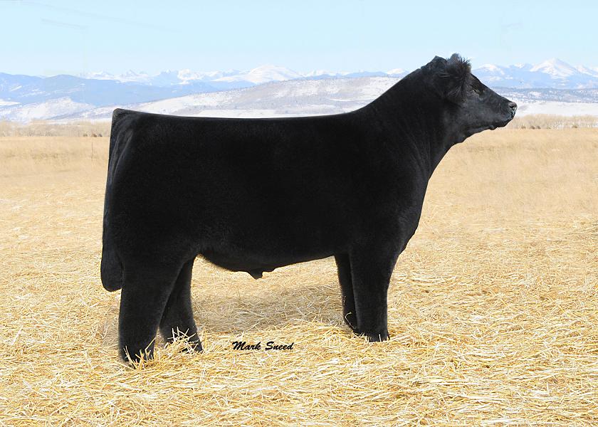 DIAMOND G CATTLE CO.: SMILIN