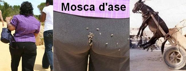 Mosca d'ase