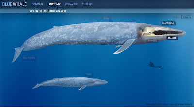 La Ballena Azul