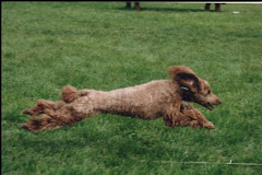 Milo lure coursing