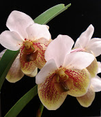 Orkidéer....ett av mina stora intressen