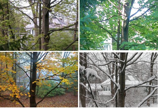 [trees.jpg]