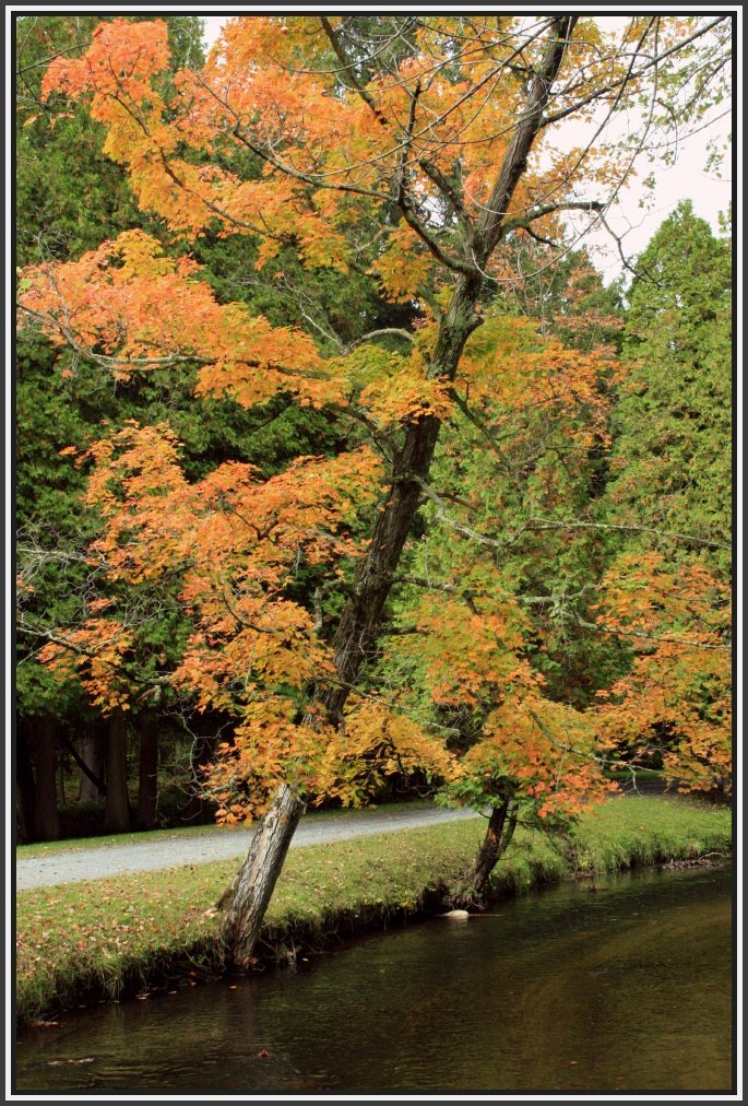 [leaning+maple.jpg]