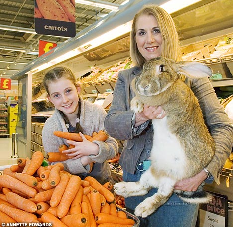 [giant+rabbit+3.jpg]