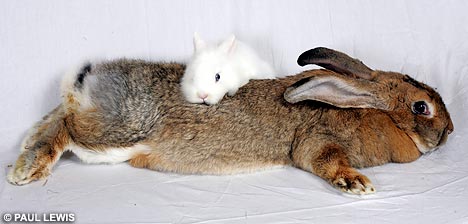 [giant+rabbit+2+laying+down.jpg]