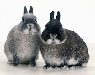 Netherland Dwarf