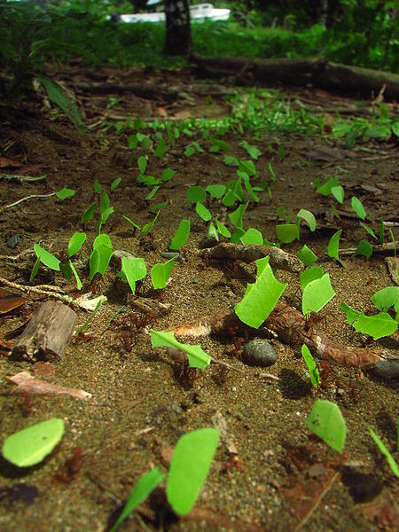 [450px-Leafcutter_ants_transporting_leaves.jpg]