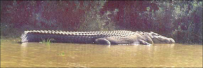 จระเข้ น้ำเค็ม ที่ ใหญ่ที่สุดในโลก