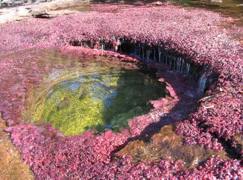 [Cano-Cristales-River-123.bmp]