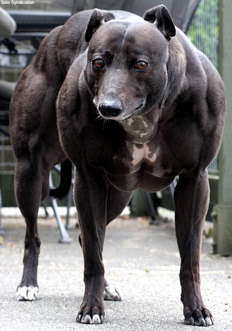 [whippetDM1207_468x669.jpg]