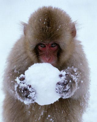 [monkey_and_snowball.jpg]