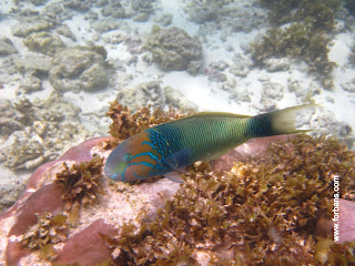 Seychelles+underwater.jpg