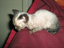 Devon+rex+breeders+in+ny