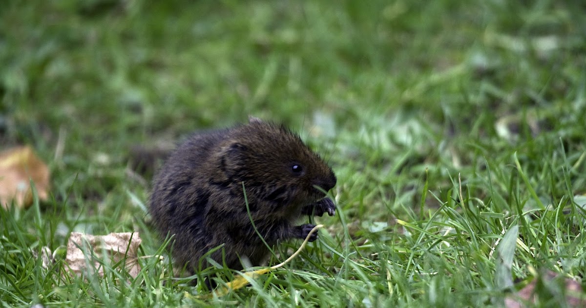 About a Brook What do water voles do in the winter?