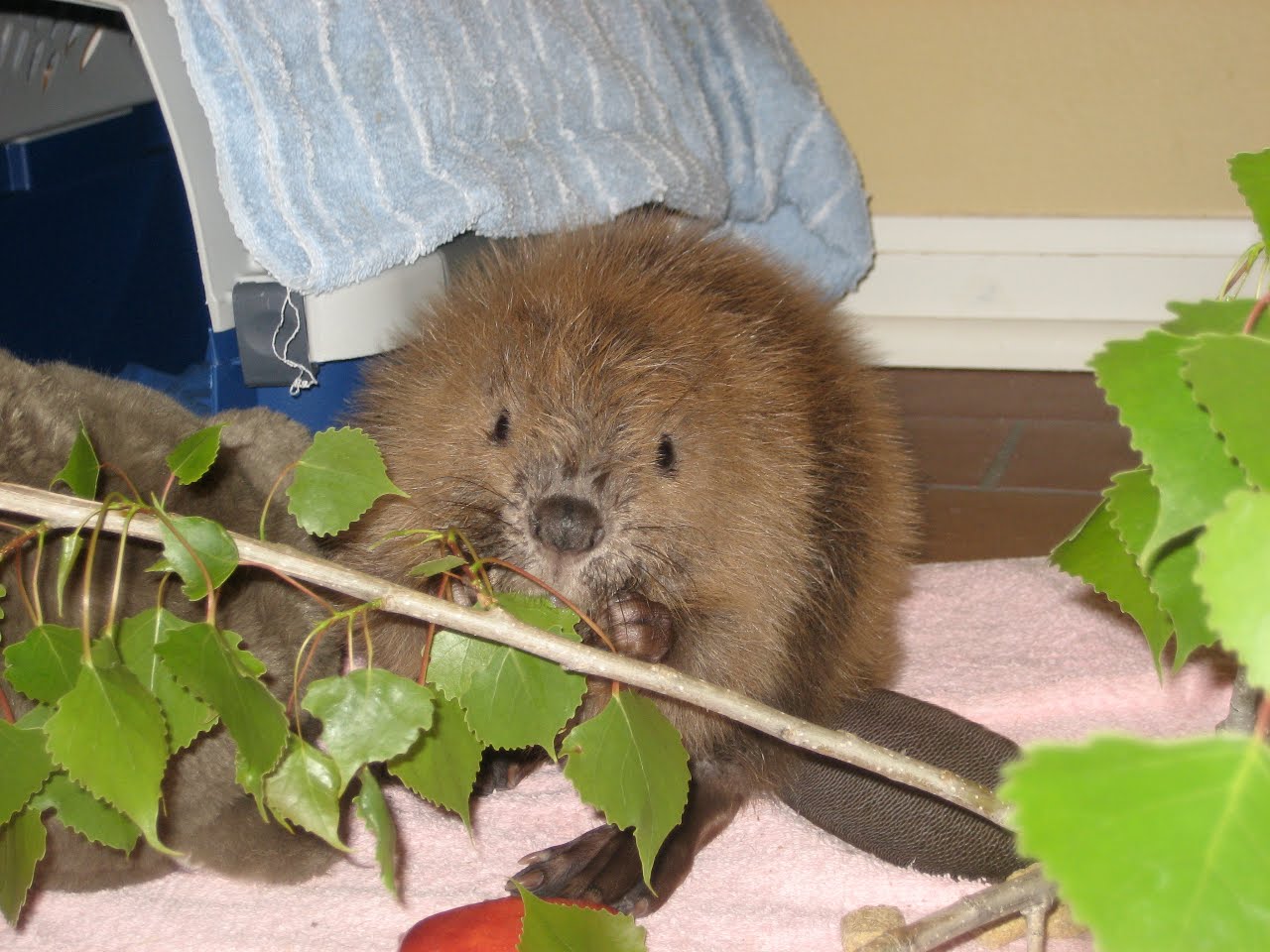 Nebraska Wildlife Rehab Wildlife Rehabilitation and Education Meet
