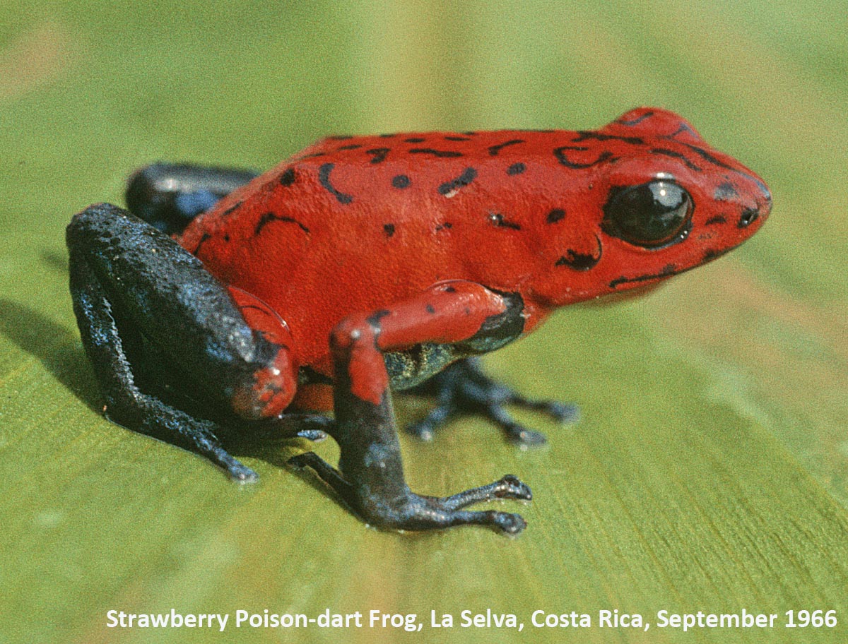 [Dendrobates+pumilio+(DP)a.jpg]