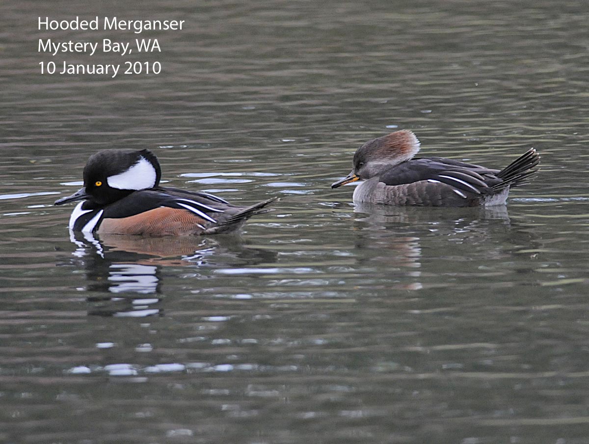Northwest Nature Notes DUCK MATING GOES ON AND ON AND ON