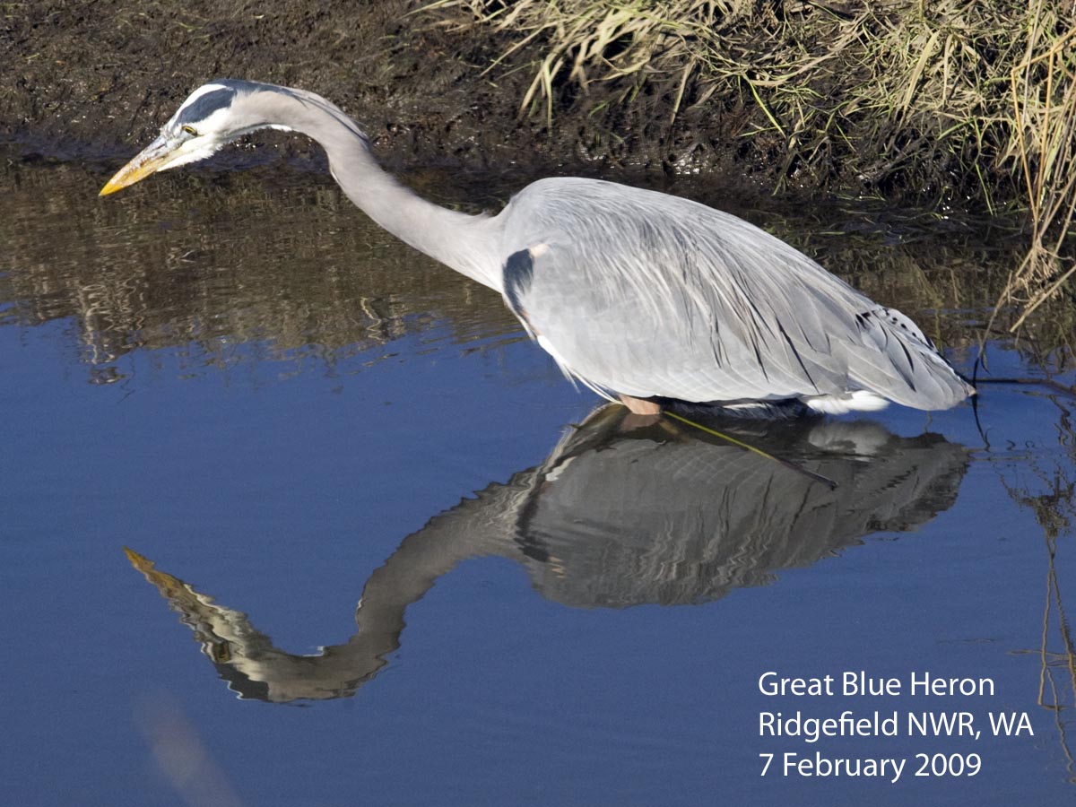 Northwest Nature Notes CRANES AND HERONS