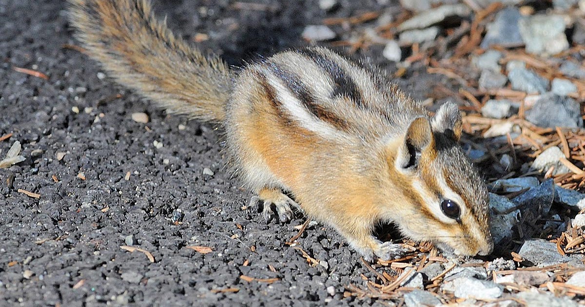 Northwest Nature Notes WASHINGTON CHIPMUNKS