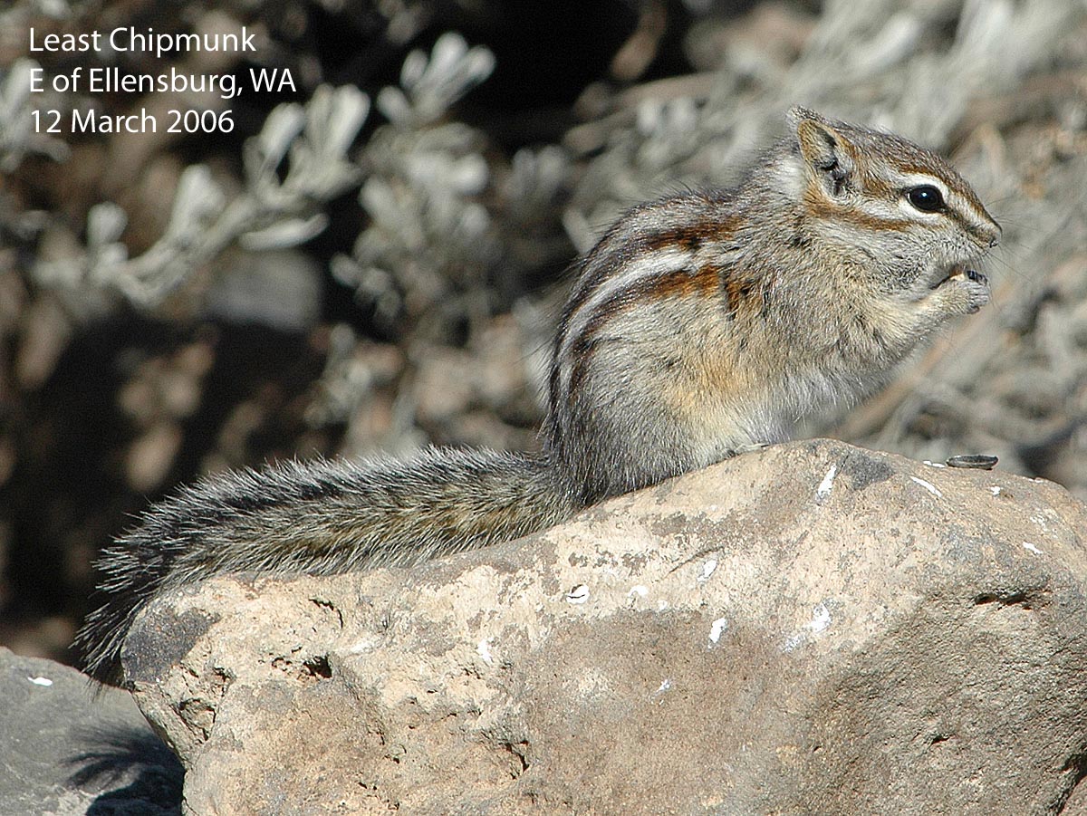 Northwest Nature Notes WASHINGTON CHIPMUNKS