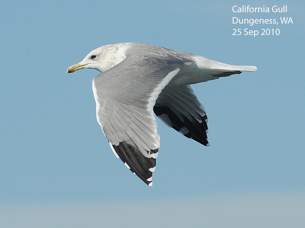 Northwest Nature Notes THE GULLS OF PUGET SOUND