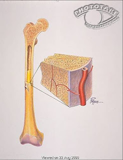 long bone terminology