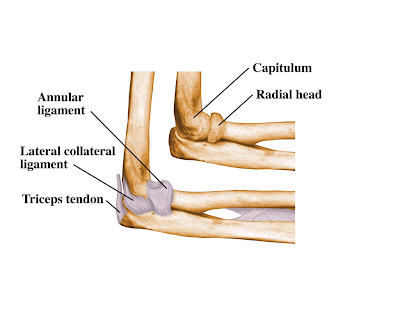 Exercise Anatomy for Students: April 2009