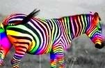 The Homosexual Zebra