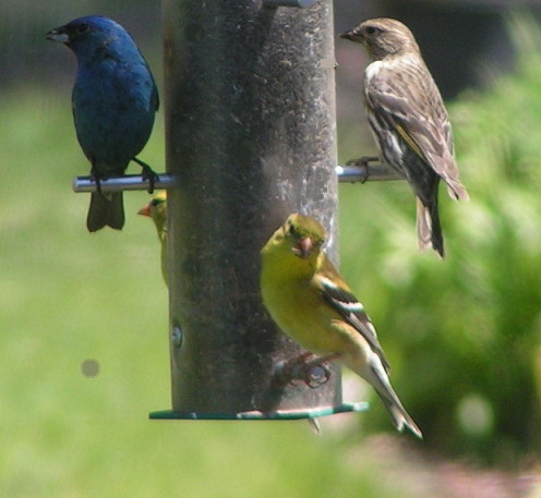 Indigo Blue Bunting