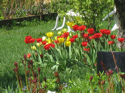 Finland In Spring