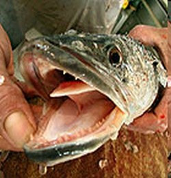 snakehead fishing in jacksonville