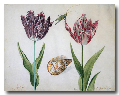 dutch painting tulips