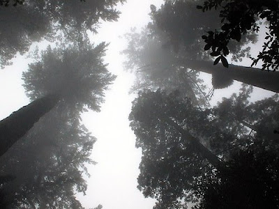 Redwood Tree Cartoon