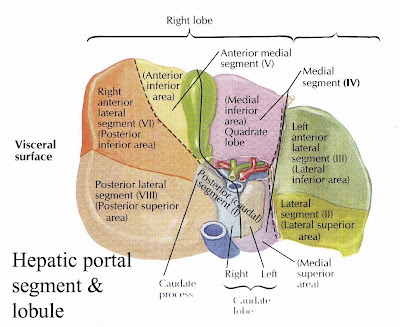 liver segment liver segments